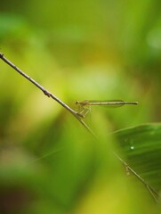 dragonfly on a leaf