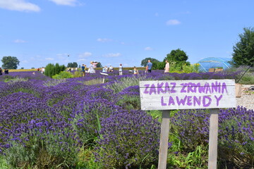 Tuczyno, Lawendowa Kraina, Zlotniki Kujawskie  © Albin Marciniak
