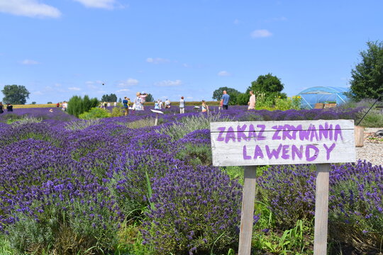Tuczyno, Lawendowa Kraina, Zlotniki Kujawskie 