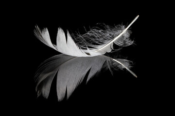 Single white feather and its reflection on black background