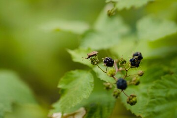 ants on a leaf