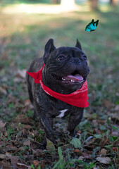 Black French Bulldog and Butterfly