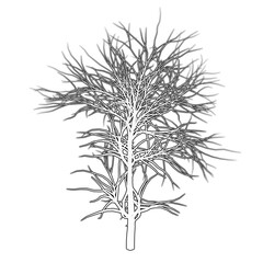 Tree Line Icons design black. Hand drawn tree. Drawing tree, sketch.