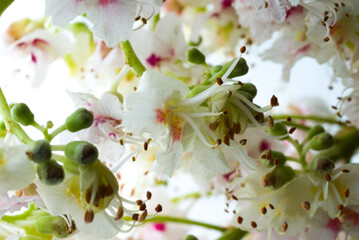 White horse chestnut flowers close up