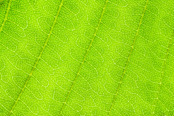 Leaf green plant close-up, macrophotography