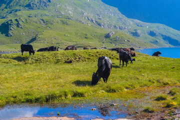 Cows graze in a field near a lake in the mountains