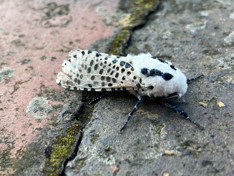 Leopard Moth (Zeuzera pyrina) in profile. leopard moth or wood leopard moth I s Striking and unusual white moth with black spots, in the family Cossidae