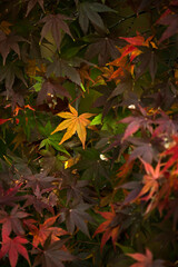 Japanese maple leaves that have begun to change color in the fall season