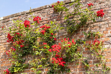 A red rambling rose (Rosa Super Elfin) growing on an old brick wall