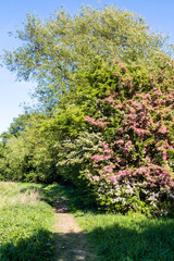 Different varieties of hawthorn in blossom at the Coombe Hill Nature Reserve near Wainlodes, north...