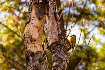 Um pica-pau cortando um tronco de árvore morta. Melanochloros colaptes. Pica-pau Carijó. Pica-pau-verde-barrado.