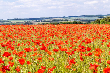 A field of poppies next to Ryknild Street or Icknield Street (locally Condicote Lane) a Roman road just south of the Cotswold village of Condicote, Gloucestershire UK