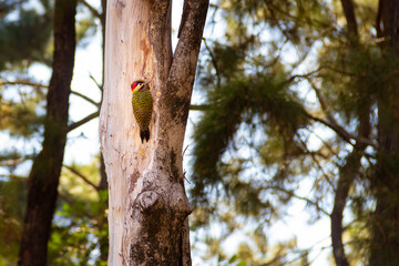 Um pica-pau cortando um tronco de árvore morta. Melanochloros colaptes. Pica-pau Carijó. Pica-pau-verde-barrado.