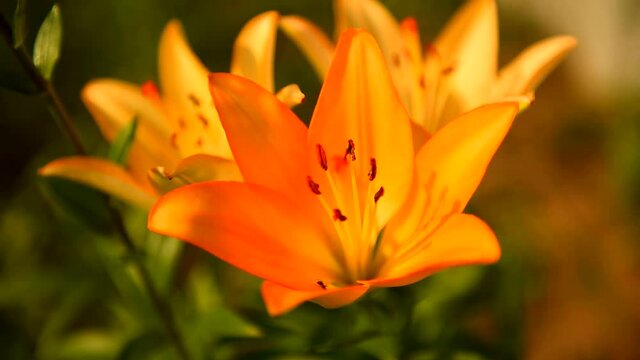 Beautiful Lily flower on green leaves background. Lilium longiflorum flowers in the garden. Background texture plant fire lily with orange buds. Image plant blooming orange tropical flower tiger lily