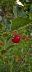 Obraz premium vertical photo of a cherry on a bush in the garden