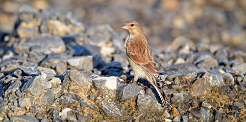 Eurasian Linnet - female // Bluthänfling-Weibchen (Linaria cannabina)