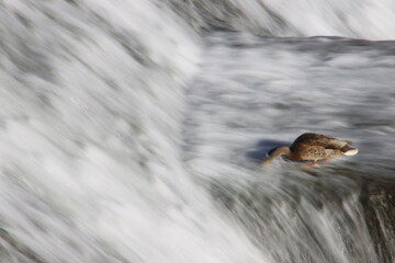 Ducks drink in a river