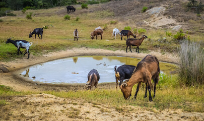 Naklejka na ściany i meble Greece, June 2018. Goats in the pasture