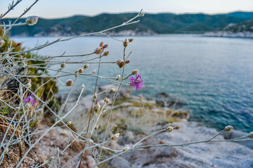 Flowers on the rocks and the beautiful sea, Greece