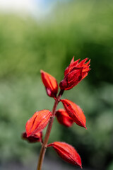 Red salvia splendens on a natural green background.