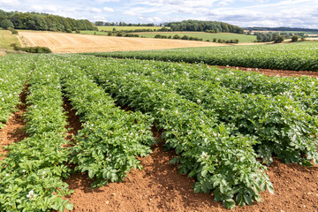 Fototapeta na wymiar Potatoes in August growing on large fields on the Cotswolds near the village of Snowshill, Gloucestershire UK