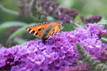 Kleiner Fuchs (Aglais urticae) auf Sommerflieder (Buddleja)