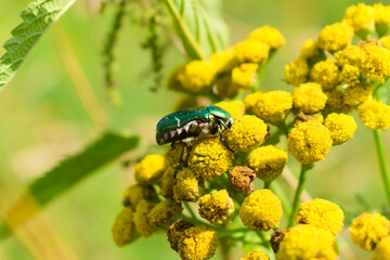 Rose chafer beetle (cetonia aurata) on a common tansy (tanacetum vulgare) flowers. Summer nature photography