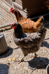 Profile portrait of a chicken.