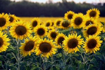Obraz premium A field of sunflowers in the rays of the setting sun