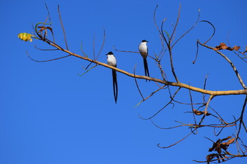 Tyrannus savana - tesourinha