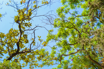 Green tree branches, bottom view.