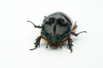 Rhino beetle close-up isolated on white background