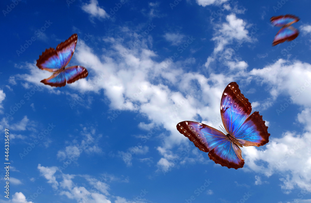 Poster bright butterflies flying in the blue sky with clouds. flying blue butterflies. colorful morpho butt