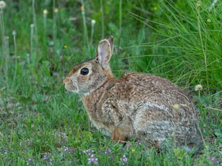 wild Hare (jackrabbit) resting in the grass and flowers - 446335435