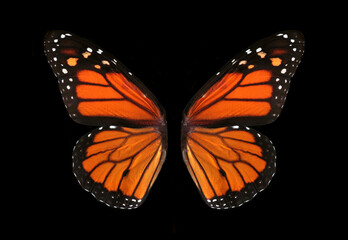 colorful monarch butterfly wings isolated on black