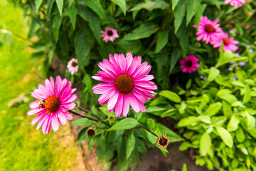 Purple coneflower, or echinacea, is a popular sun perennial seen with honey bees.