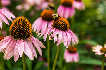Purple coneflower, or echinacea, is a popular sun perennial seen with honey bees.