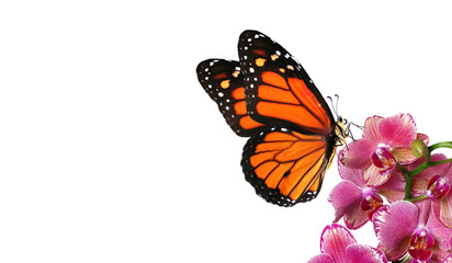 colorful monarch butterfly on orchid flowers isolated on white