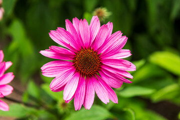 Obraz premium Purple coneflower, or echinacea, is a popular sun perennial.