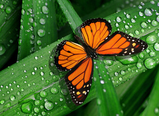 colorful monarch butterfly on green leaves in water drops after rain