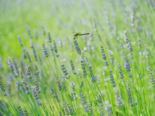 ラベンダーとトンボ