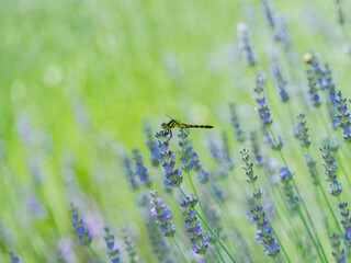 ラベンダーとトンボ