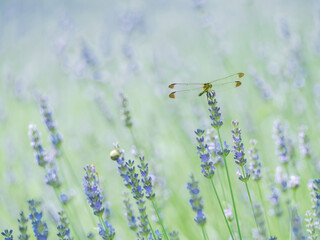 ラベンダーとトンボ