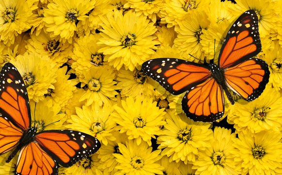 colorful monarch butterflies on yellow flowers. yellow chrysanthemums and butterflies