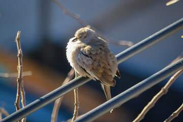 Siesta al sol.