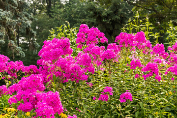 Live floral background, poink summer flowers and  green. leaves and background.