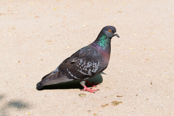 Common Pigeon (columba livia) stand on asphalt road in sunny day