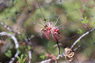 Bee on Flower