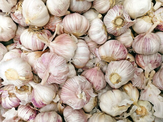 Ripe fresh purple garlic in large quantities . Top view.