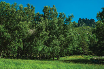 Rocky cliffs and lawn on a glade at forest fringe, in the highlands of the Serra da Estrela. The highest mountain range in continental Portugal.